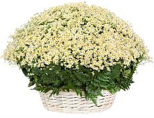Цветочная композиция из Ромашки в корзине #REPLACE_PRED# Алабушево